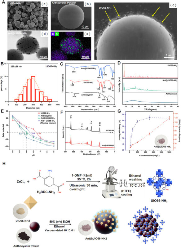 Fig. 1. Characterization of UiO66-NH2, anthocyanin powder, and Ant@UiO66-NH2. (A) SEM images: (a) UiO66-NH2, (b) anthocyanin powder, (c) Ant@UiO66-NH2; (d-e) TEM and STEM of Ant@UiO66-NH2, Particle size (B); FTIR spectra (C); XRD patterns (D);Zeta potential (E); High-resolution XPS spectra (F); loading efficiency and capacity (G) and Schematic illustration of the solvothermal synthesis and activation of UiO66-NH2 (H).